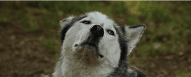 Husky Camp - Walsrode