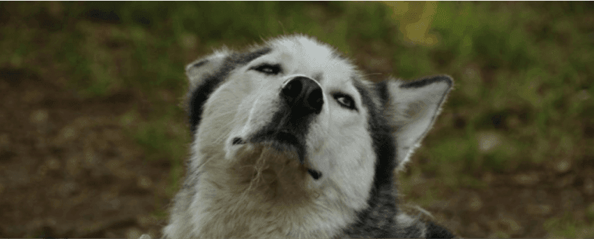 Husky Camp - Walsrode
