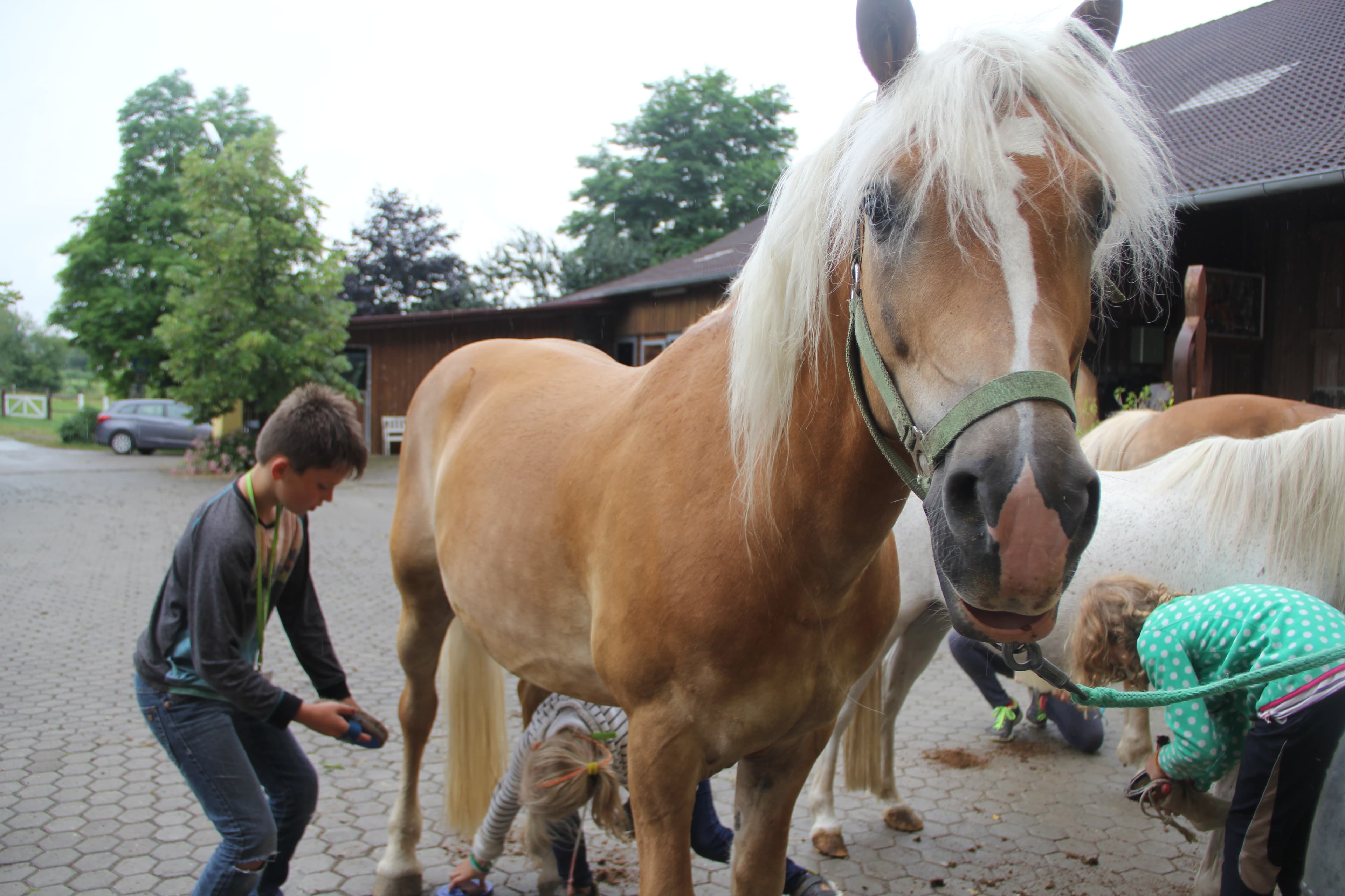 Horseback Riding Camp - Walsrode - regular 8