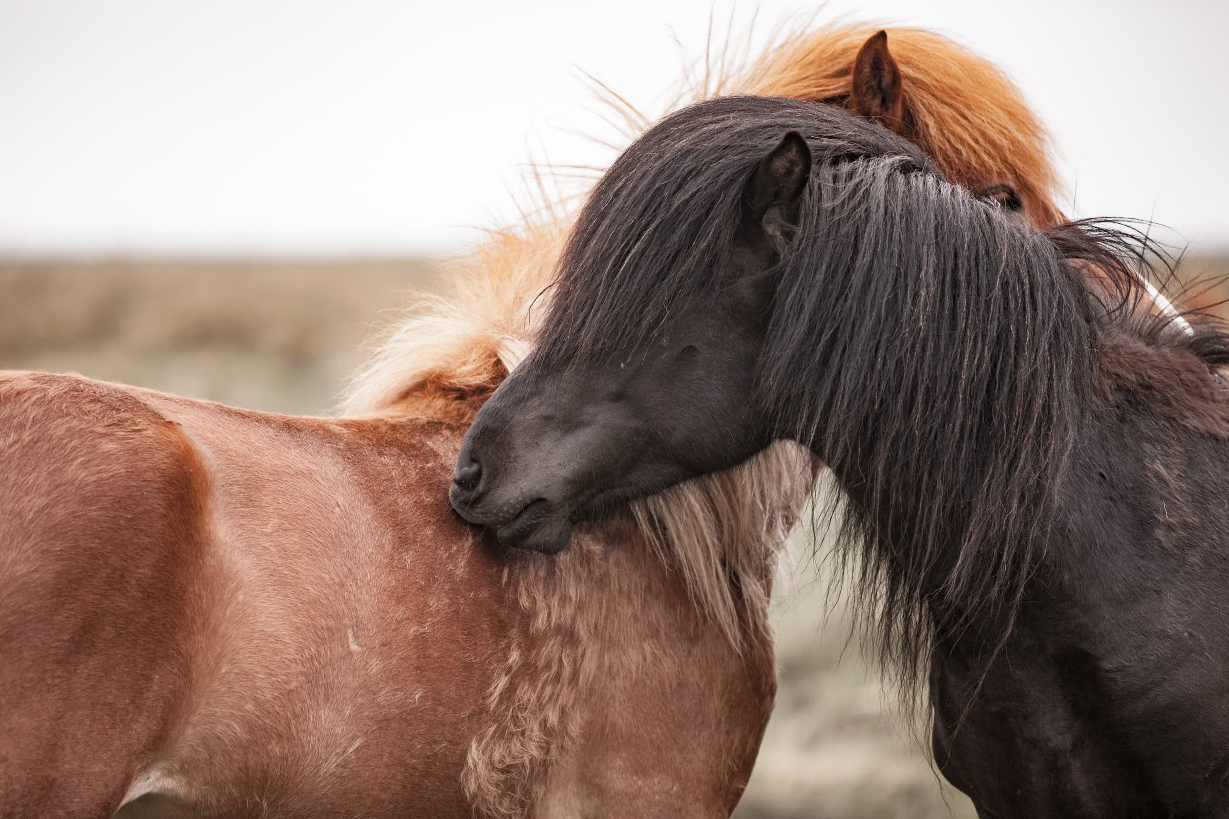 Horseback Riding Camp - Walsrode - regular 7